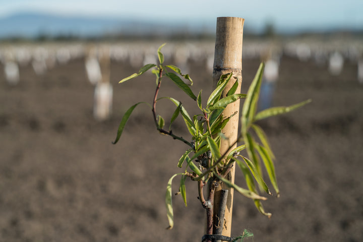 Un Terroir Retrouvé