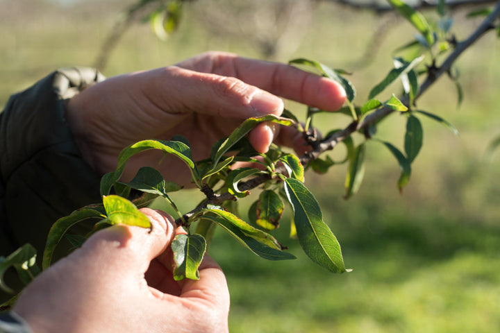 Un Projet Ambitieux pour l'Agriculture Française